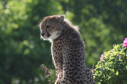Cheetah Cheetah