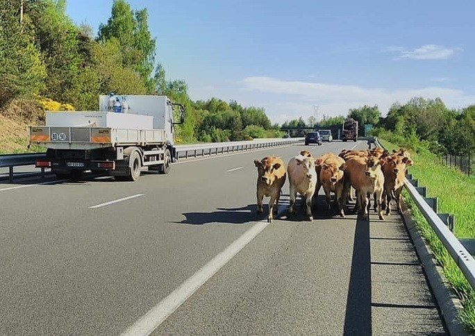  Lozère (48) :  Quand un troupeau de vaches décide de se promener sur l’A75, déserte pendant le confinement 