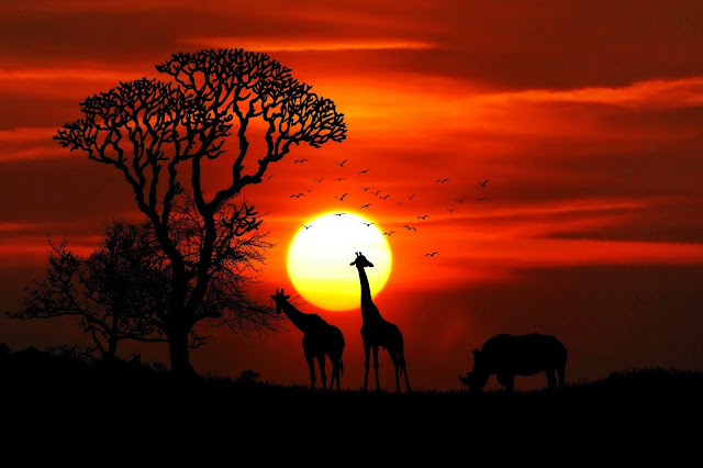 Animal images Animal images
