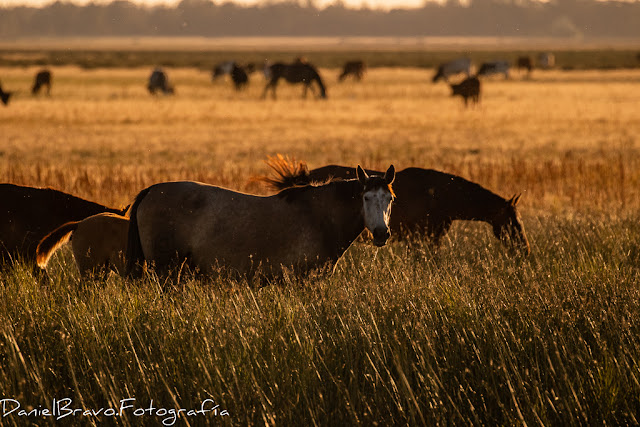 Manada de caballos de las marismas al atardecer en las marismas del Parque Nacional de Doñana.