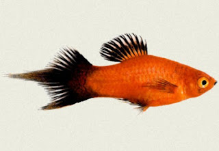 Ikan Platy Pintail Red Wagtail Gambar Ikan Platy Pintail Red Wagtail