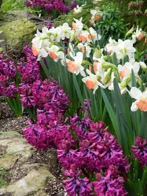 Pink Charm daffodils and purple hyacinths at Centennial Park Conservatory Spring Flower Show 2017 by garden muses-not another Toronto gardening blog