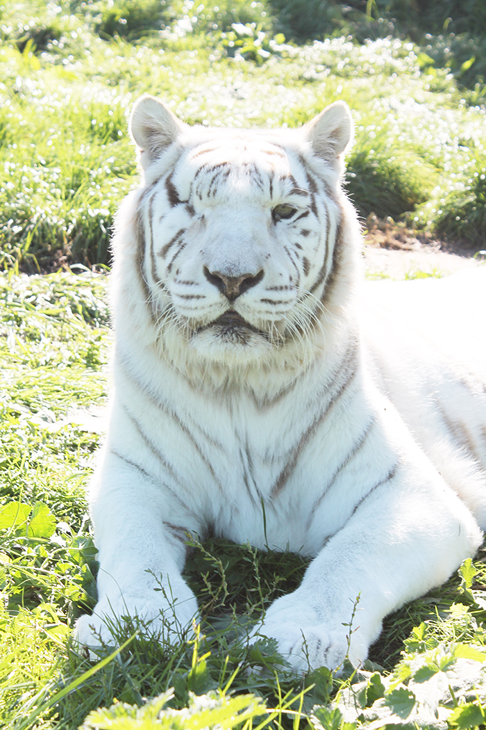 Tigers at Isle of Wight Zoo