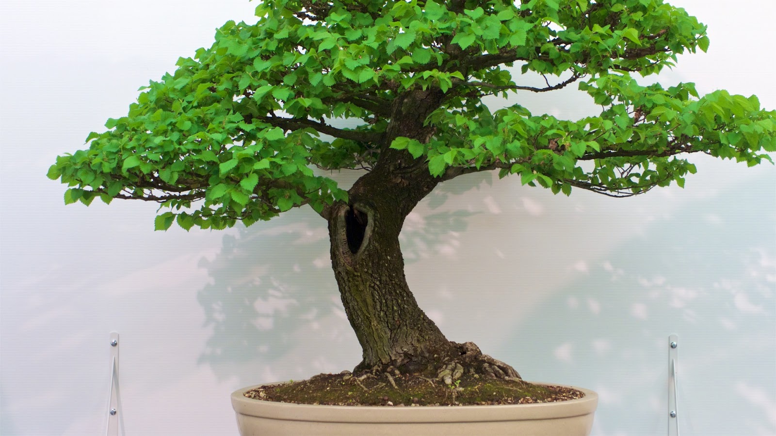 Bonsai Society Of Victoria In Australia Bonsai Society Of Victoria In Australia