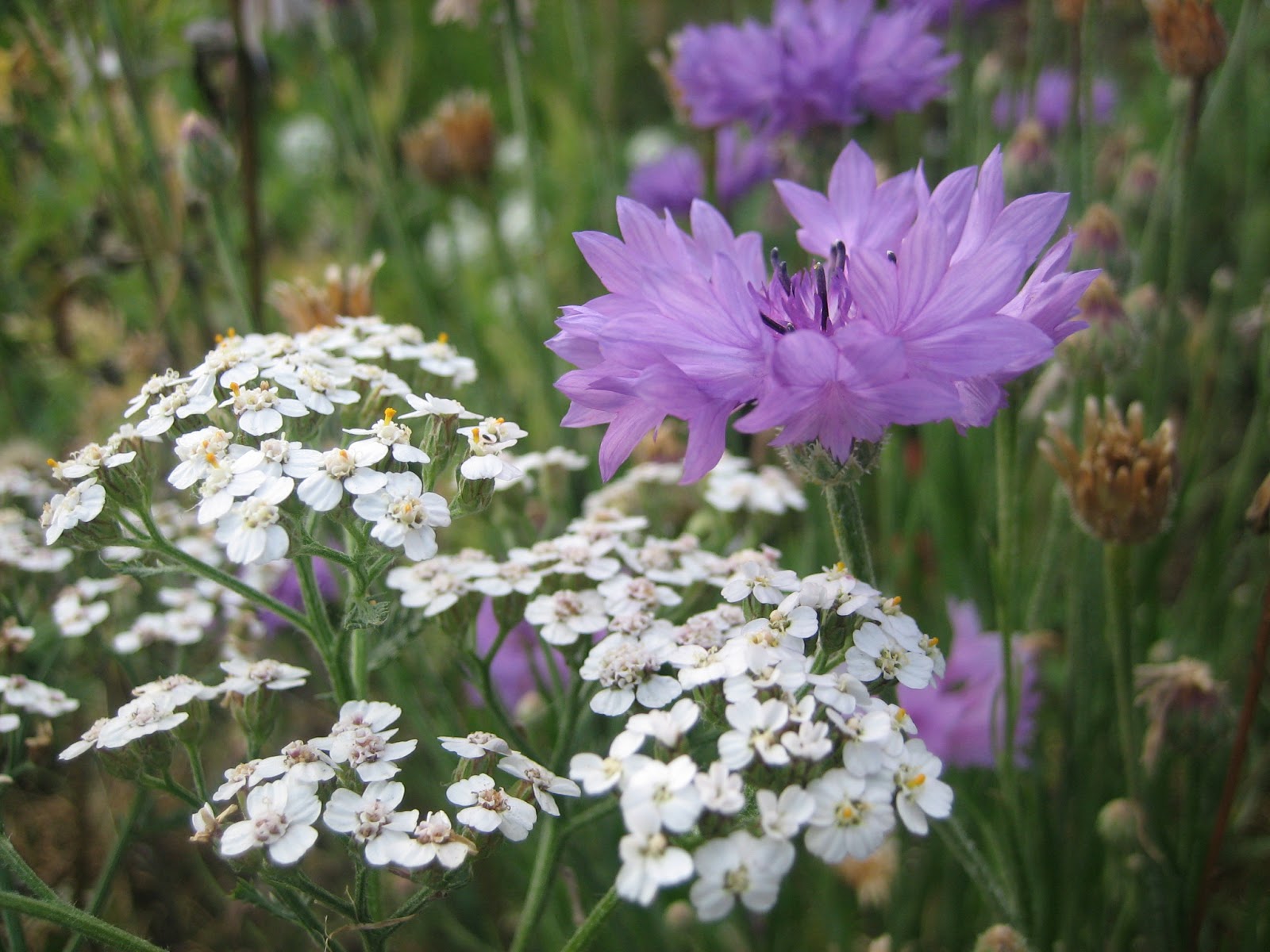 Urban Pollinators July 2017 Flower Heads With Bright Blue Pink Purple Or White Ray And Disc Flowers In Picture Growing Together Yarrow On The Left Tall Grey Green
