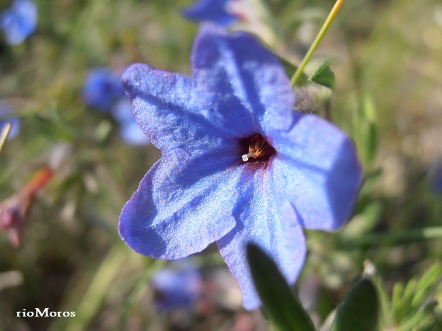 Detalle de flor de Asperones Lithodora fruticosa