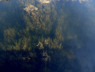 Plantas acuáticas en los canales del Fakahatchee Strand Forest Plantas acuáticas en los canales del Fakahatchee Strand Forest