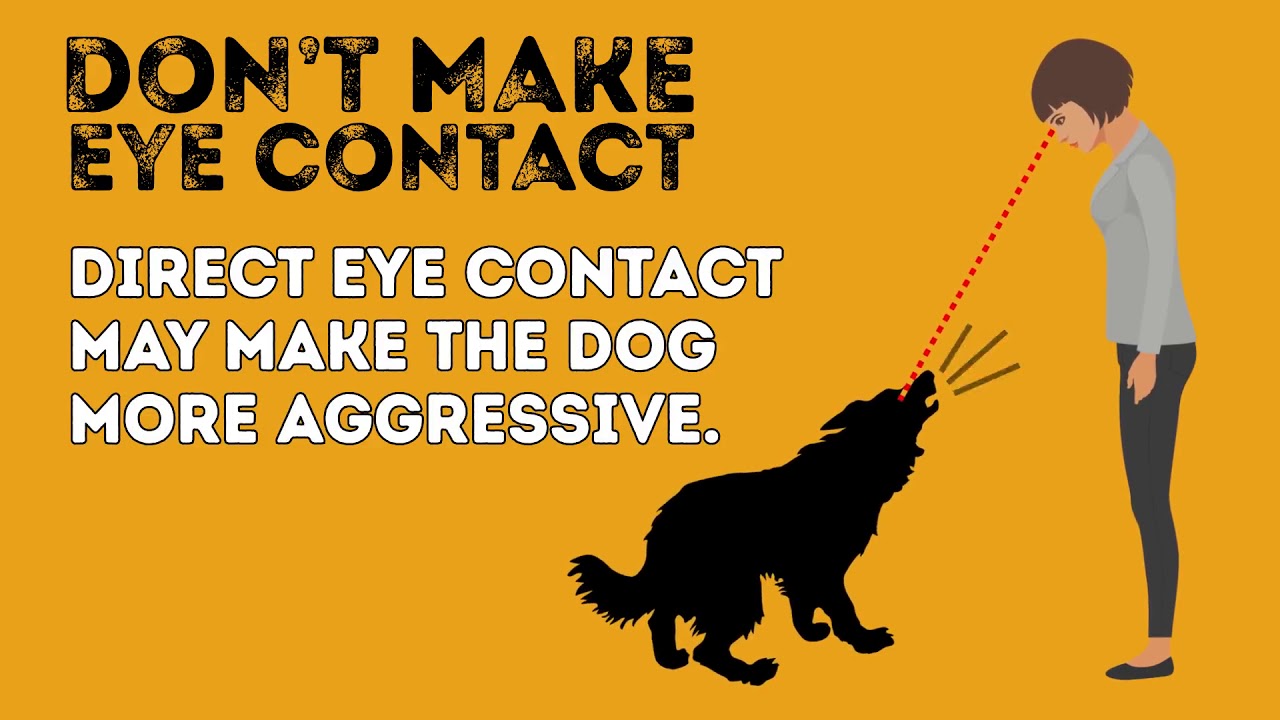 How to Survive a Dog Attack