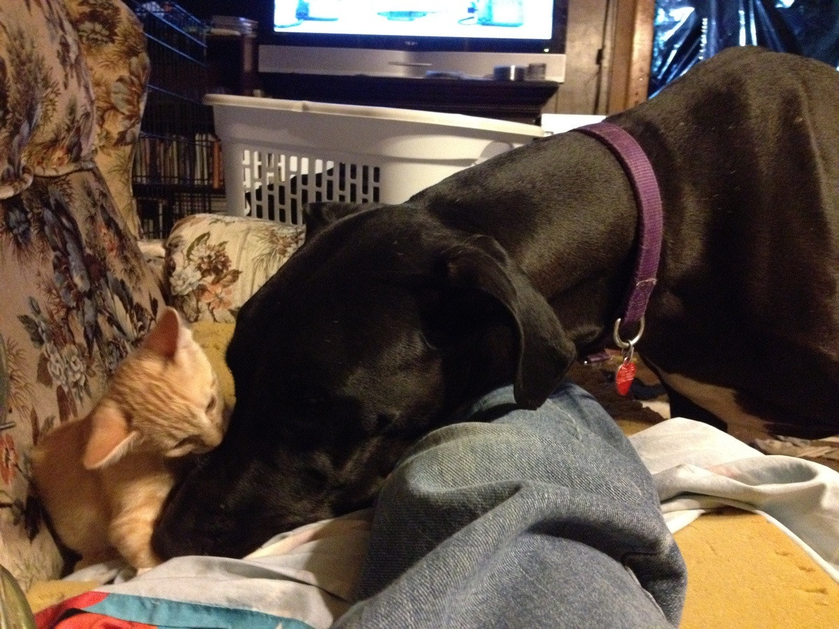 Cats and dogs get along (35 pics) Amazing Creatures