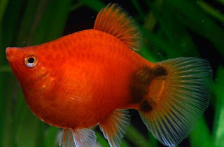 Ikan Koral Platy Gambar Ikan Koral Platy