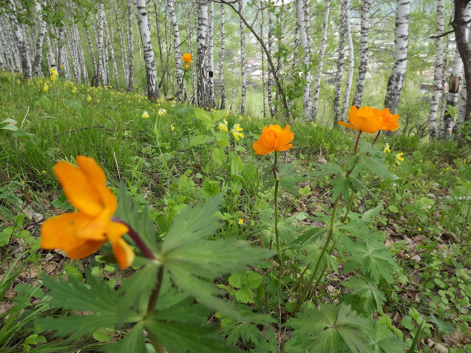 Цветы алтая барнаул саженцы. Растения Алтая. Цветы Алтайского края фото. Цветочки в Алтайском крае распространены.
