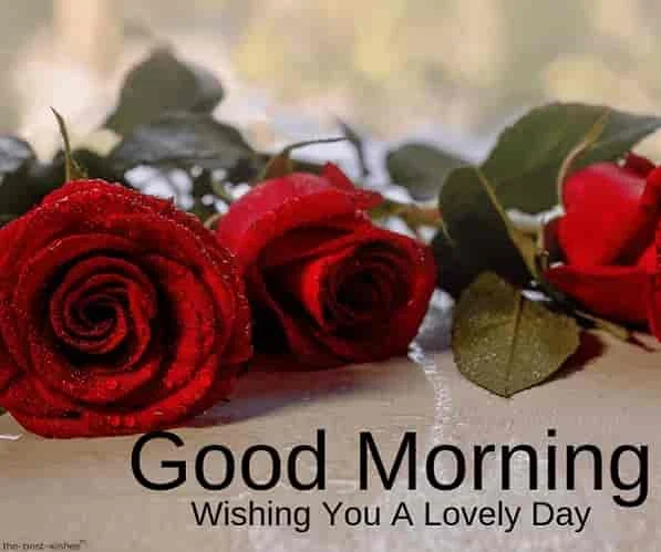 good morning with amazing red rose