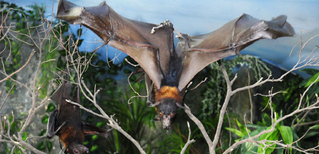 Ahool, o Morcego Gigante de Java um mito assombroso - Mistérios e ...