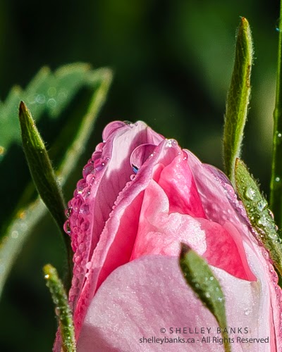 Prairie Rose. Copyright © Shelley Banks, all rights reserved Prairie Rose. Copyright © Shelley Banks, all rights reserved