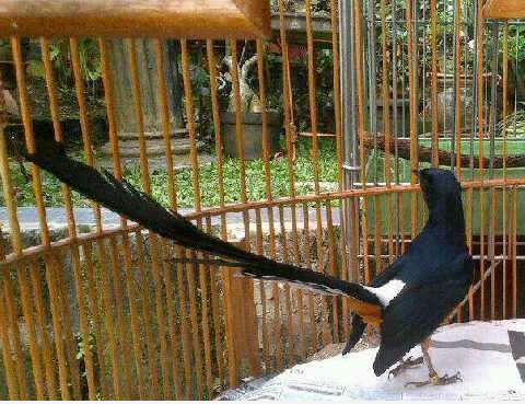 Harga Burung Murai Batu Medan Super Ekor Panjang 27 cm - 30 cm Hasil