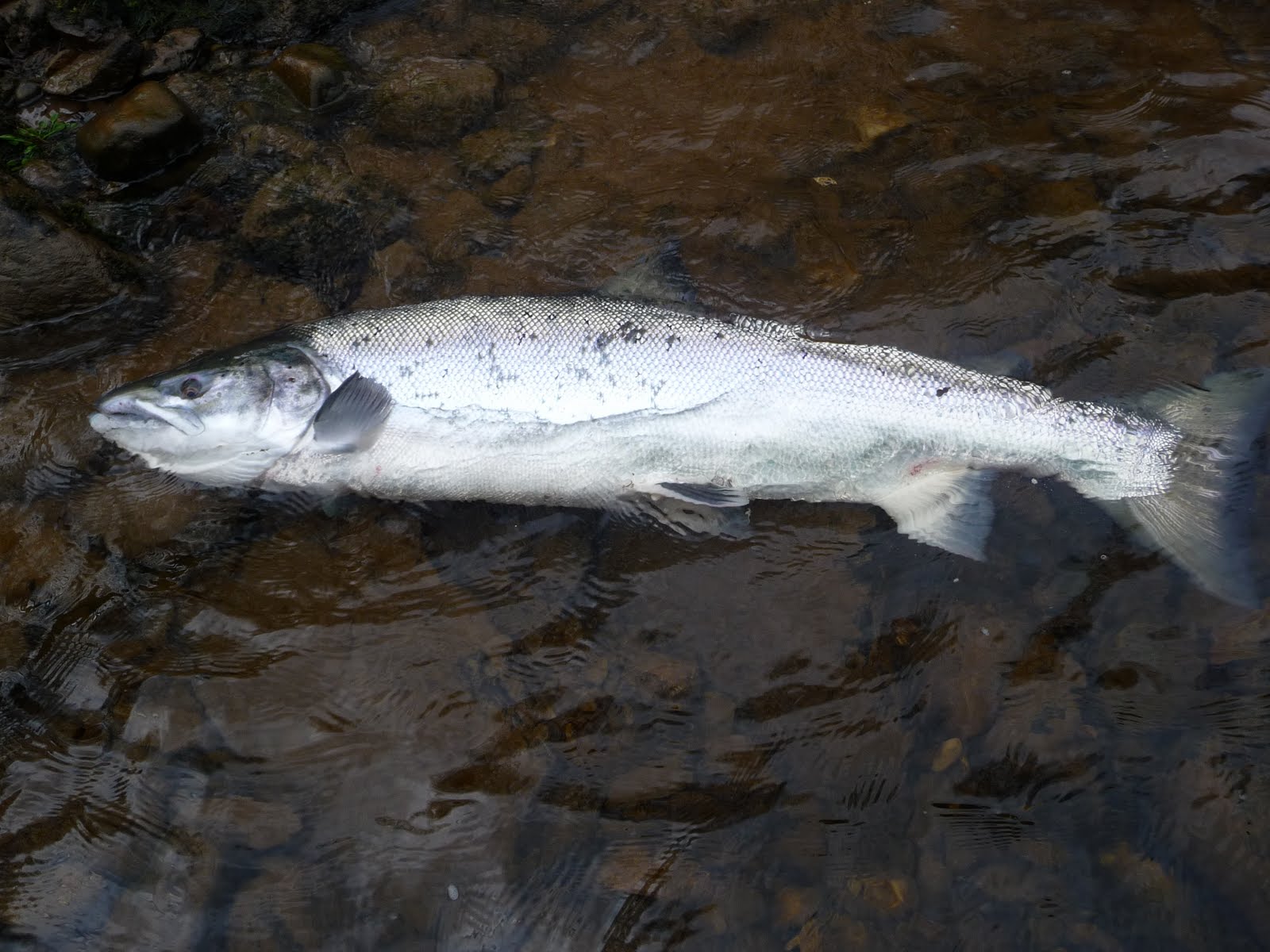 Salmon Fishing Scotland. Salmon Fishing Scotland Large Spring Salmon