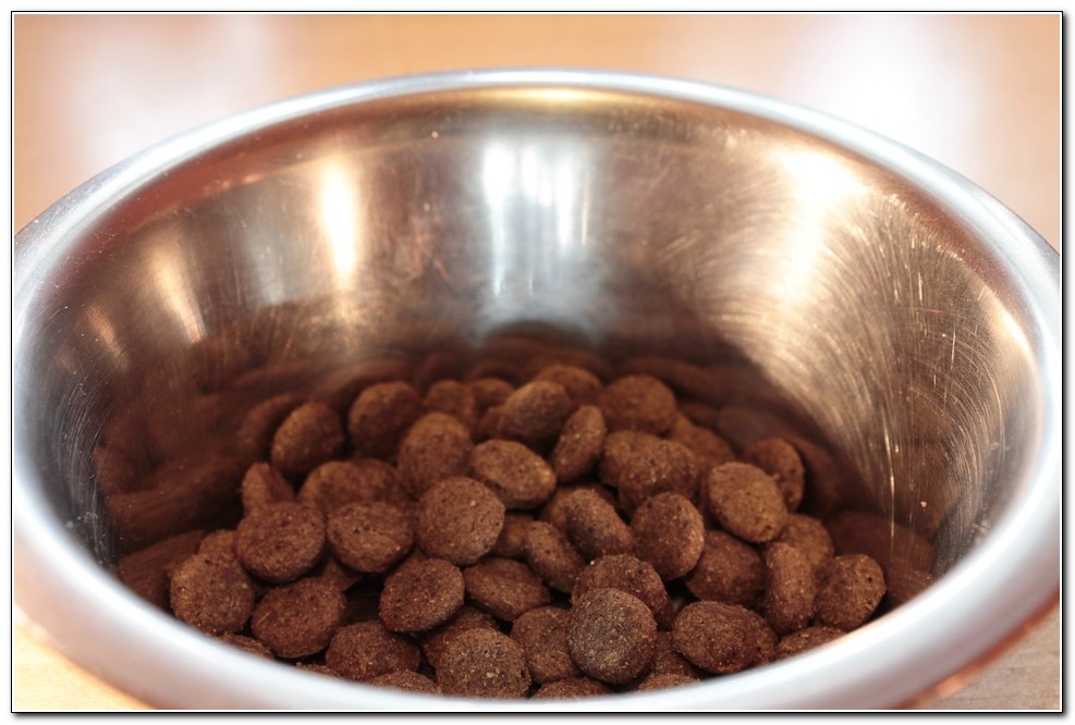 What Is The Best Kibble For Dogs