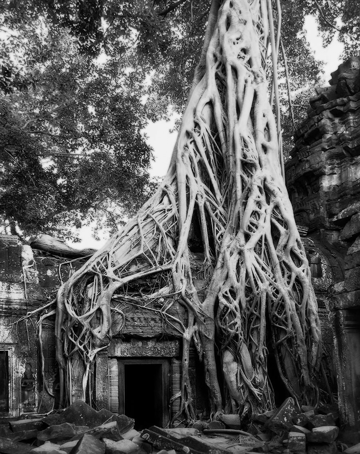 Best Photography Of World's Ancient Trees By Beth Moon