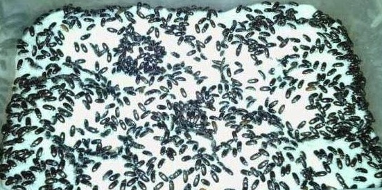 cara mengobati asam urat dengan semut jepang berkhasiat ampuh cara mengobati asam urat dengan semut jepang berkhasiat ampuh