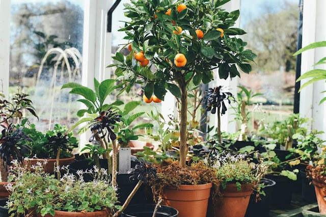 Horticulture orange fruit