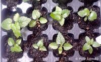 Semenáčky moruše Mulberry seedlings