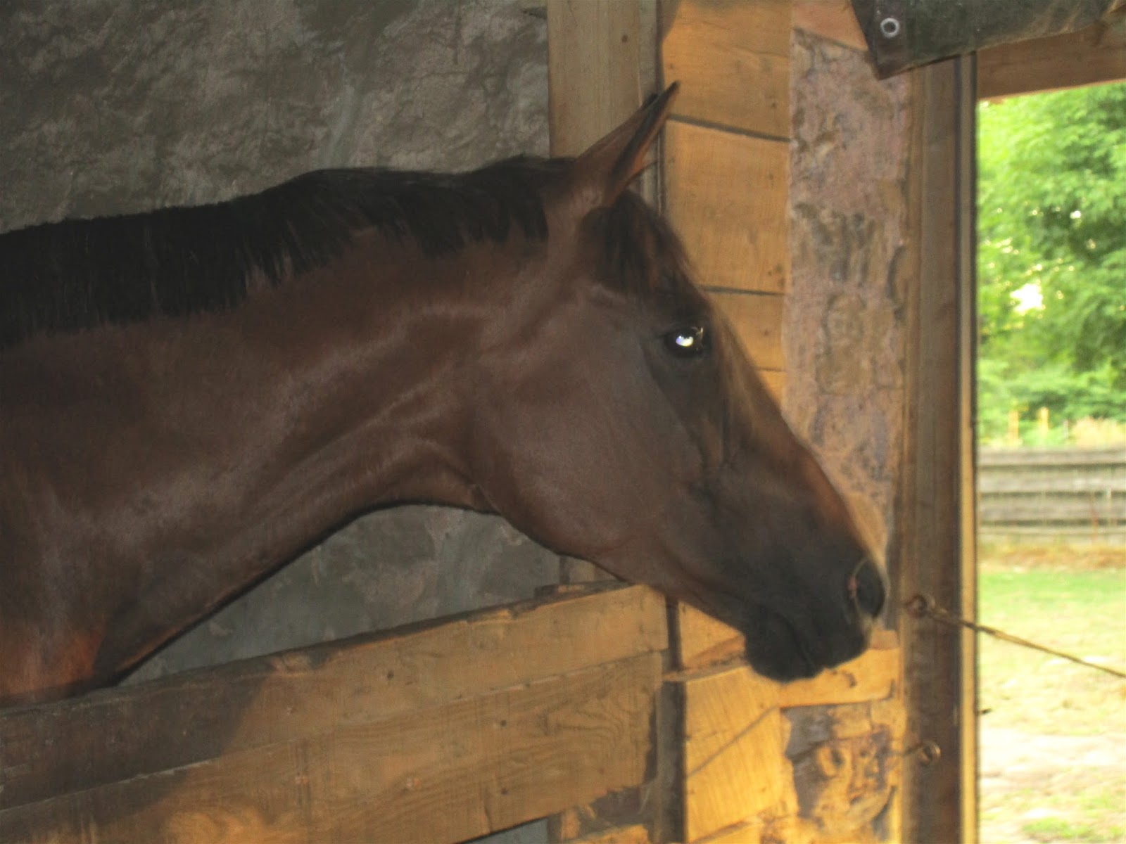 skoog journal farm barn horse window