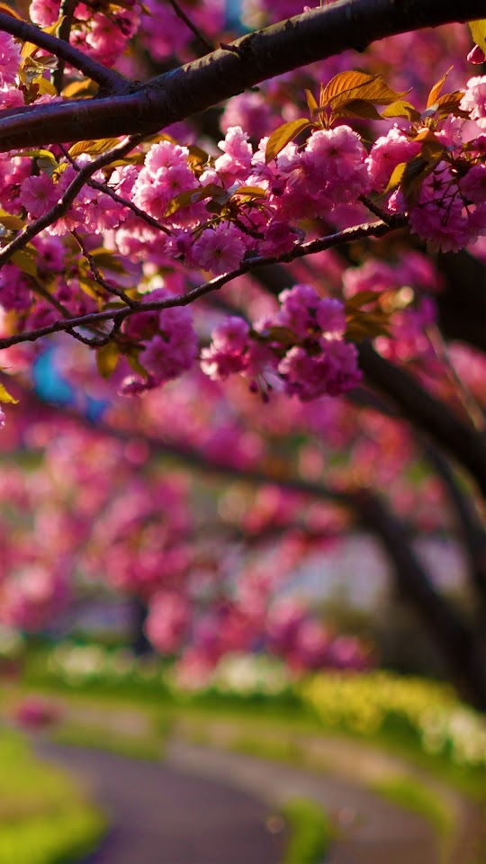 Spring Purple Flowers Tree Alley Bokeh  Galaxy Note HD Wallpaper