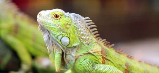 Harustahu Jenis Jenis Iguana Dan Makanan Iguana Satriahewan Com