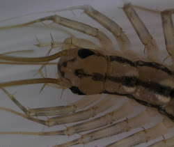 centipede bugs irl dear better