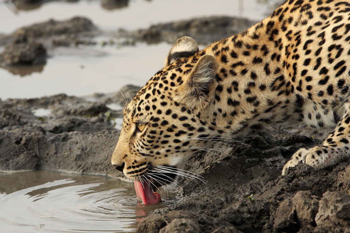 Dangerous wild animals. Африканский леопард. Леопард лежит. Гепард пьет воду. Леопард пьет воду.