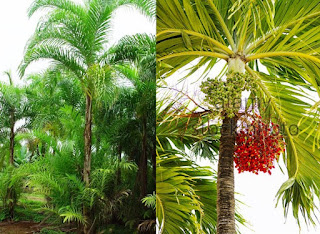 Palem Bactris Gasipaes Palem Bactris gasipaes - identify garden plants, rock garden plants, garden decor, indoor plants, garden plants bible, garden plants png, garden plants vs zombies, garden plants list - 29 Jenis Tanaman yang Sering Dijadikan Penghias Taman - honaylandscape.blogspot.com