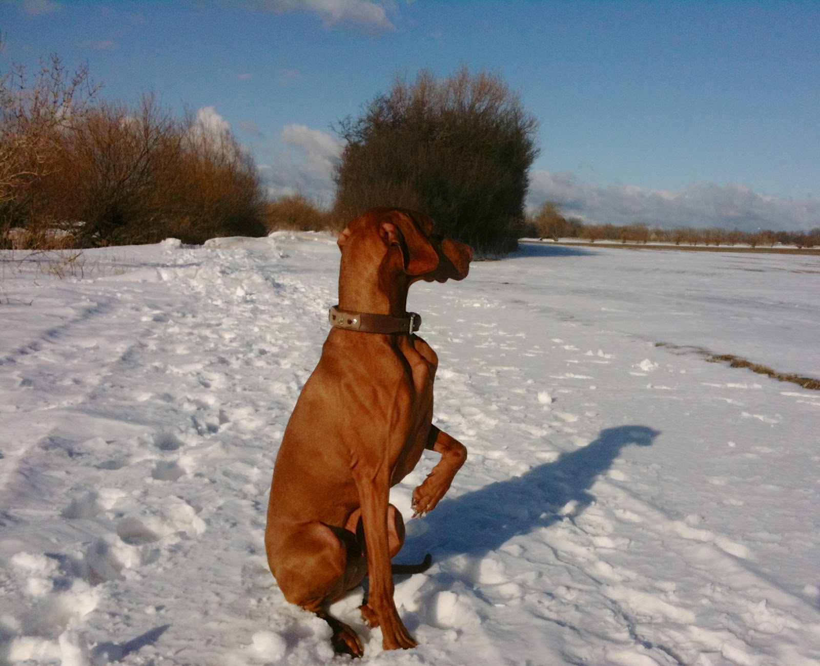 Fehmarn mit Hund Hundestrände auf Fehmarn