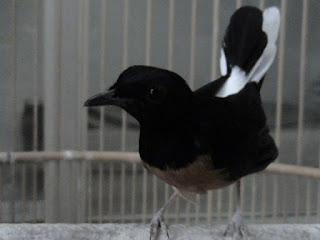 murai batu mabung murai batu mabung, murai batu ngurak, murai batu molting, murai ngurak, murai mabung, murai ngurak