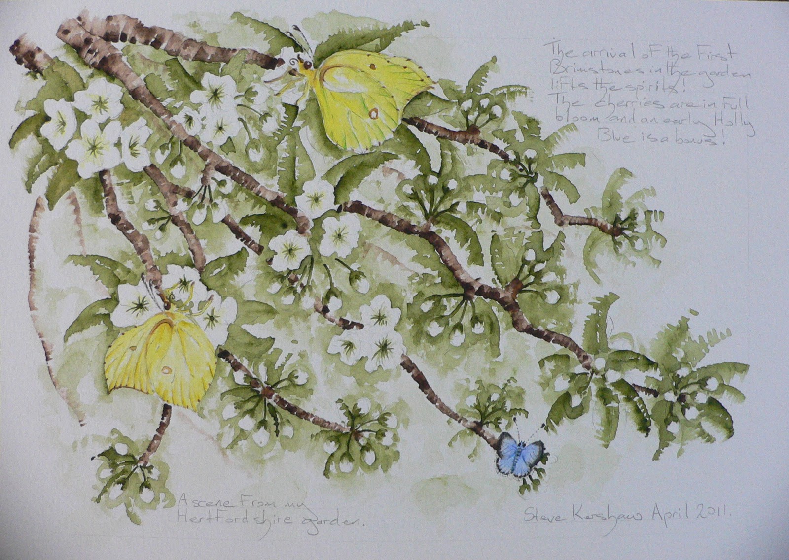 Steve Kershaw Wildlife Art.: Early Butterflies.