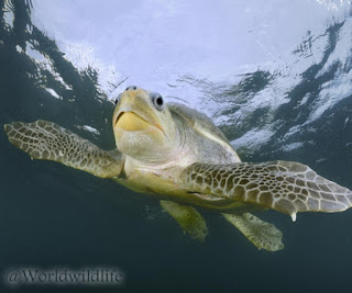 Penyu lekang (Olive ridley sea turtle) Penyu lekang (Olive ridley sea turtle)