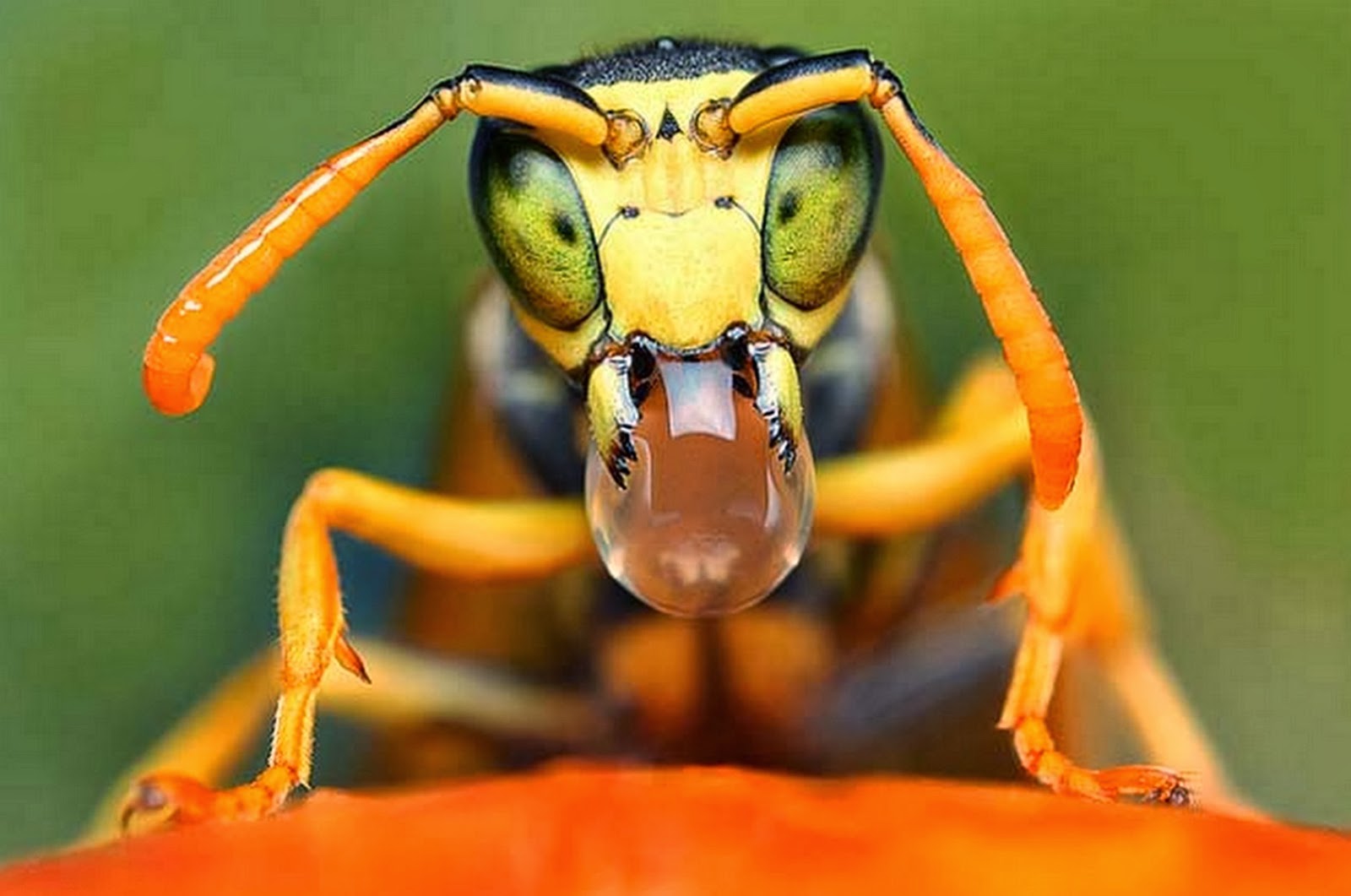 У осы не усы не усищи а усики. Пчелка без фона. У осы не усы скороговорка 2 класс. Уменьшение давления в природе. Оса для дошкольников.