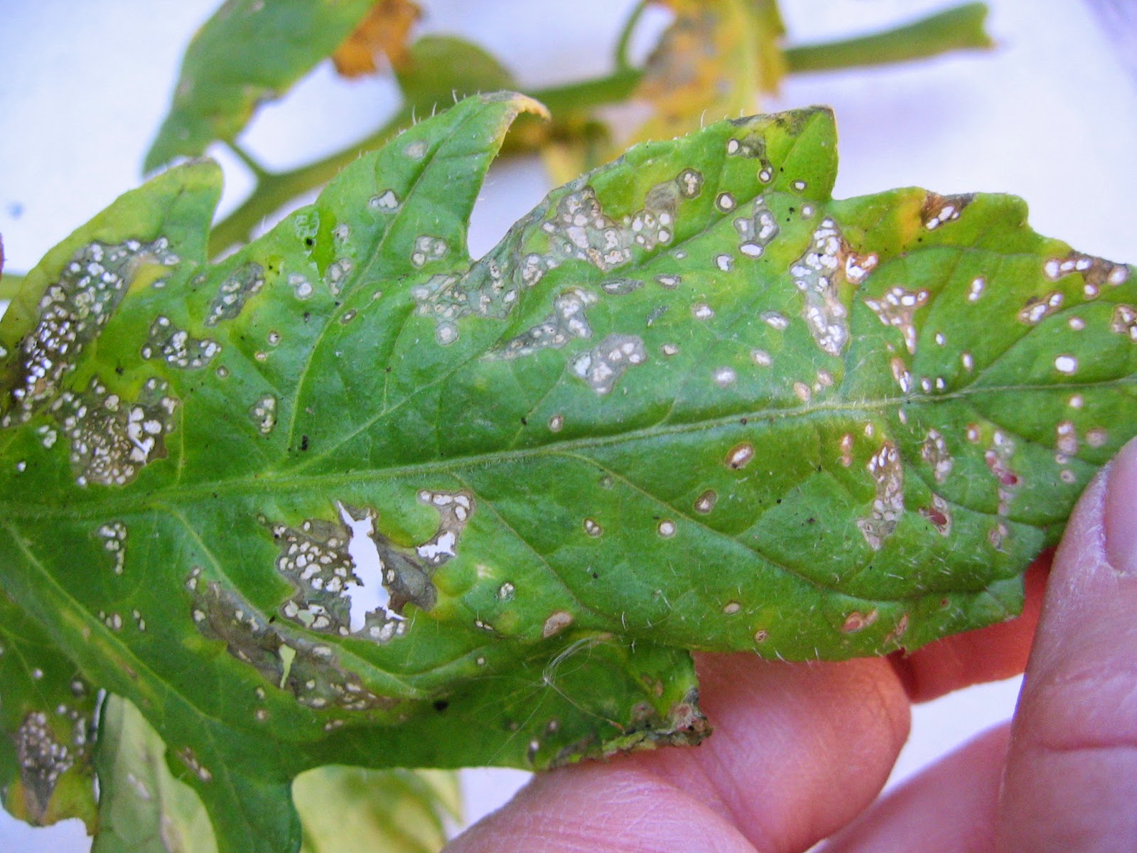 Xtremehorticulture of the Desert: Black Spots on Tomato Leaves May Be Septoria