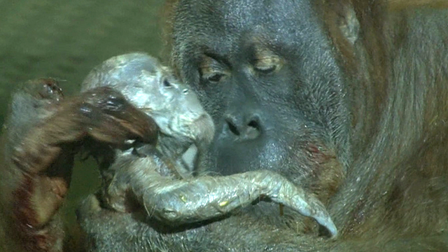 The Prancing Papio: World's First Video of Sumatran Orangutan Giving Birth