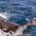 ΒΙΝΤΕΟ-"Λευκός" καταβροχθίζει έναν μικρότερο καρχαρία