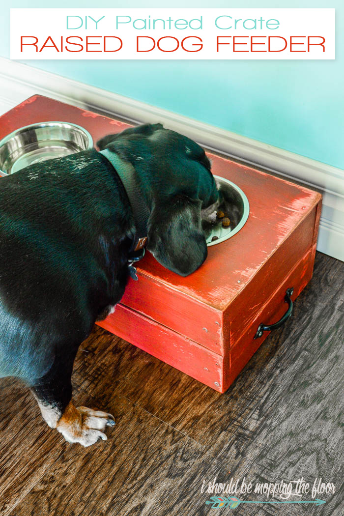 raised dog feeding station