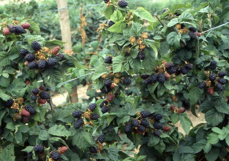 Ежевика : 2018