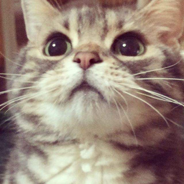 100 Gambar Kucing Imut-Imut Dan Lucu Untuk Wallpaper Hp 100 Gambar Kucing Imut-Imut Dan Lucu Untuk Wallpaper Hp
