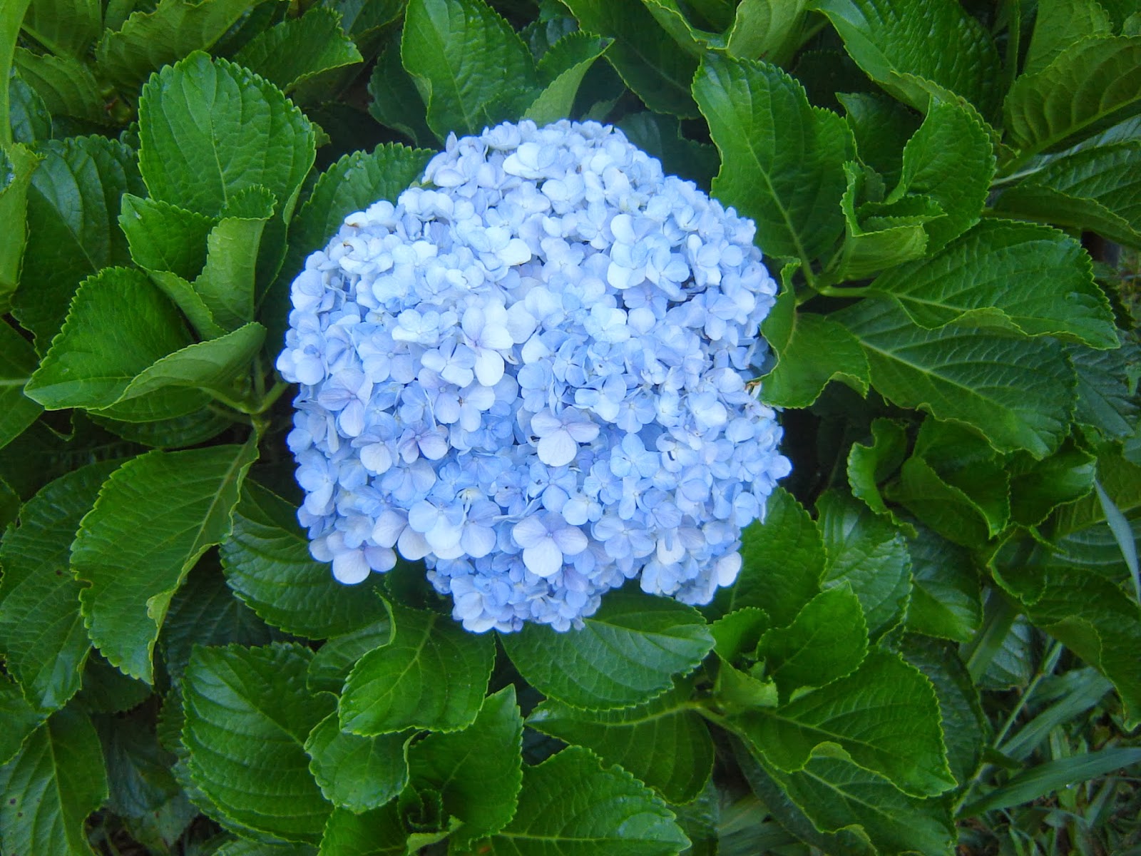 QUINTAIS IMORTAIS: Hortensia