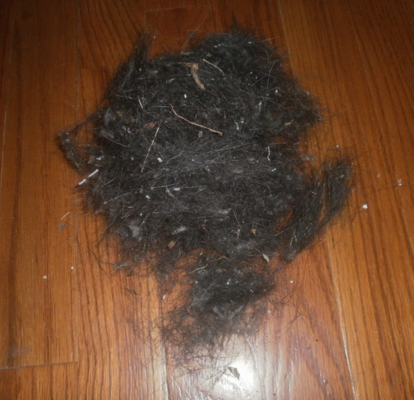 Plants are the Strangest People Dog Hair as a Rooting Medium