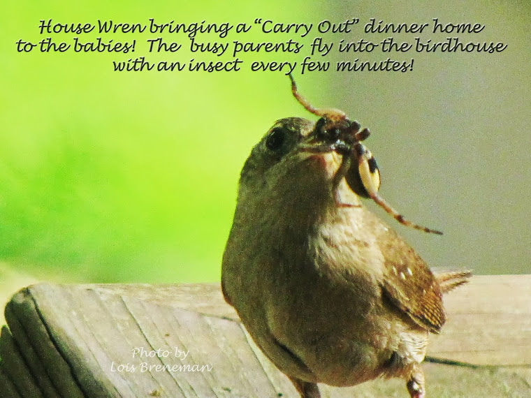 House Wren - "Carry Out" Meal