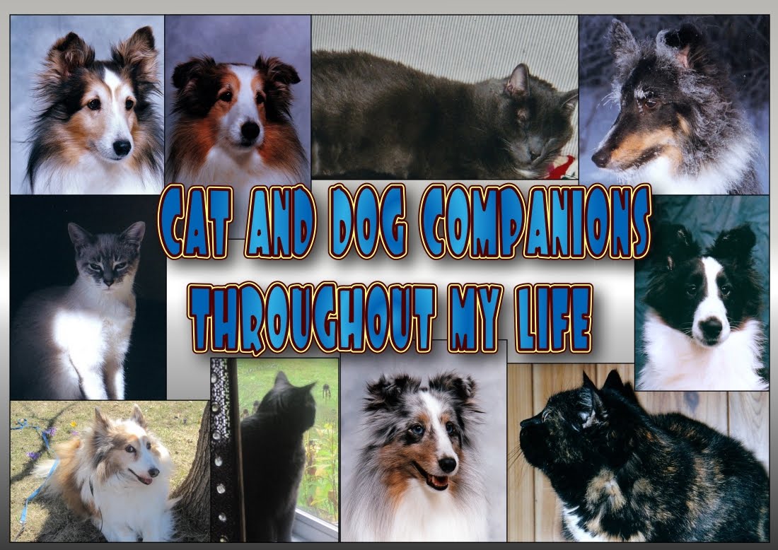 Cat and dog companions throughout my life