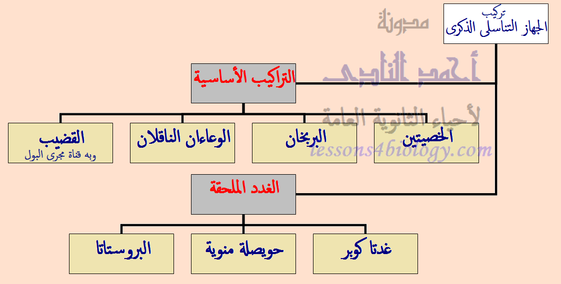 تركيب الجهاز التناسلى الذكرى فى الإنسان تركيب الجهاز التناسلى الذكرى فى الإنسان