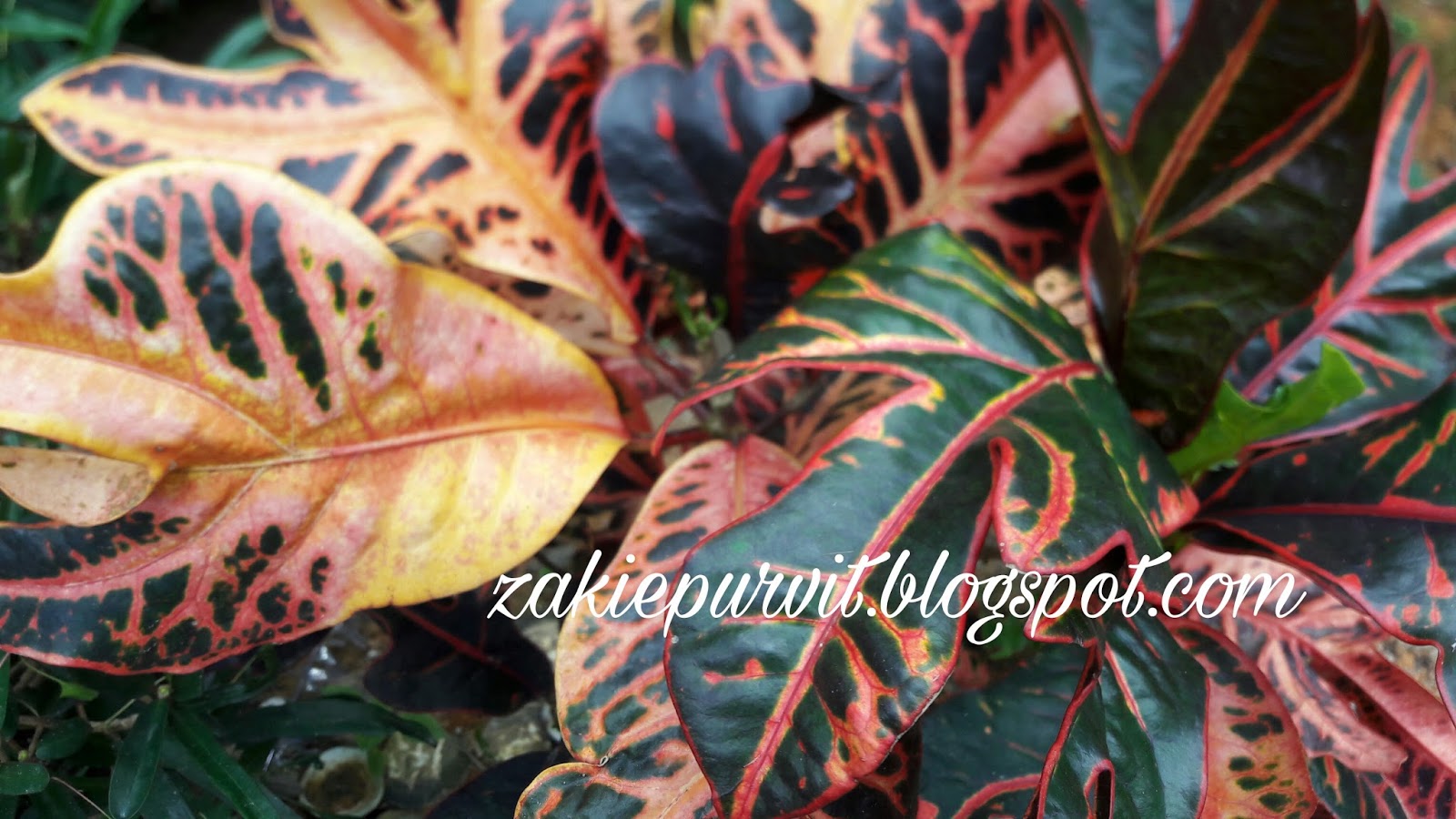 TITISAN NURANI: Warna-warni dedaun