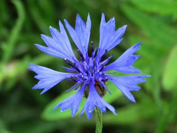 Chaber bławatek (Centaurea cyanus) chaber