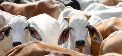 Gau Kalyan Cess Gau Kalyan Cess